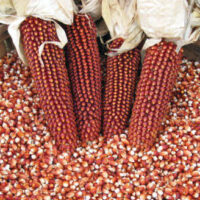 dried red corn