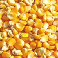 dried yellow corn