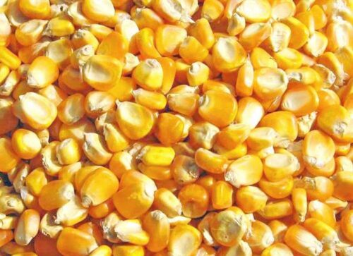 dried yellow corn