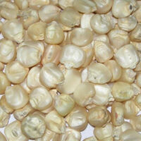 white-maize